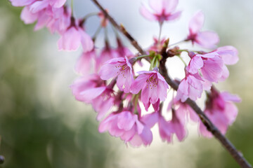 桜の花　春のイメージ