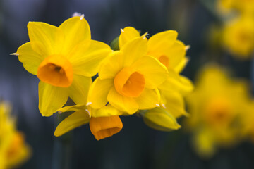 水仙の花　初春イメージ