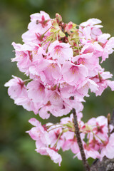 桜の花　春のイメージ