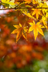 紅葉　秋のイメイメージ
