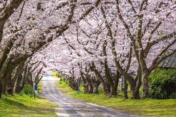 Naklejka premium 桜のアーチ 春のイメージ