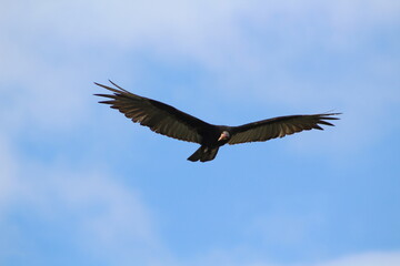 vulture in flight