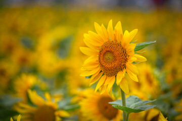 Fototapeta premium ひまわりの花 夏のイメージ