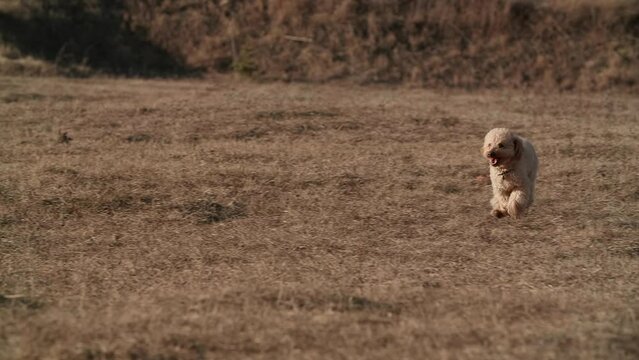 A cute smiling toy puddle dog is running fast to his owner. He is happy and his tongue is out of his mouth. Apricot fur fluttering in. Slow motion. High quality FullHD footage