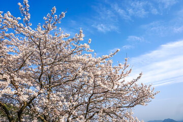 桜の花　春のイメージ