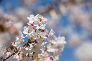 Obraz premium 桜の花 春のイメージ