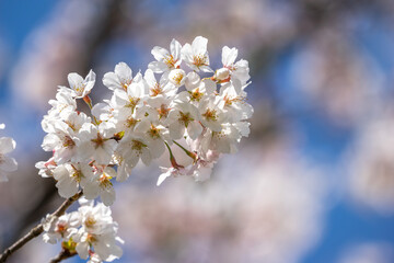桜の花　春のイメージ