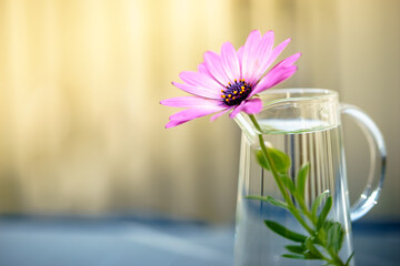 デイジーの花　春のイメイメージ