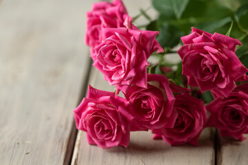 バラの花　スタジオ撮影