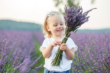 Little girl is walking in lavender field. Smiling kid is holding fragrant bouquet of lavender