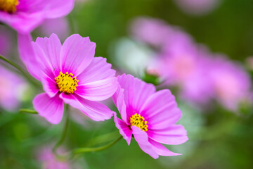 Obraz premium コスモスの花 秋のイメージ