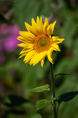 ひまわりの花　夏のイメージ