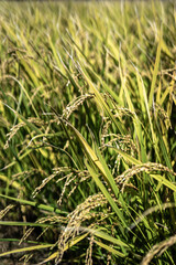 稲穂　収穫　農業のイメージ