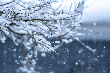 木の枝に積もる雪　冬のイメージ