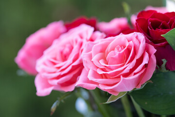 バラの花　スタジオ撮影