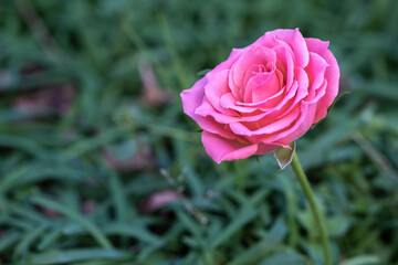 バラの花