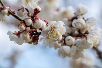 梅の花　初春イメージ