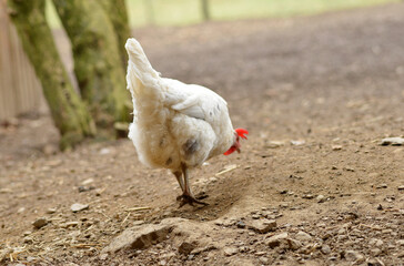 Chicken searching food outdoors on a farm yard