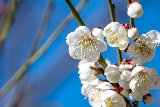 梅の花　初春イメージ