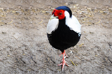 a cute pheasant is standing on the ground in close-up.