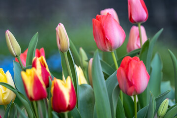 チューリップの花　春のイメージ