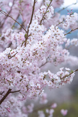 桜の花　春のイメージ