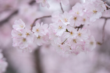 Fototapeta premium 桜の花 春のイメージ