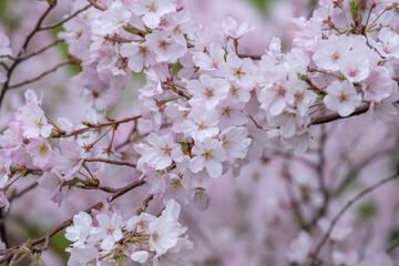 桜の花　春のイメージ