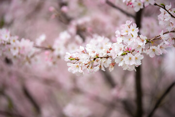 桜の花　春のイメージ