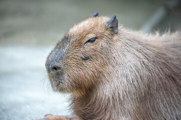 カピバラのポートレート