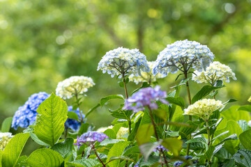 あじさいの花