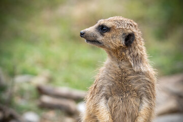 ミーアキャットのポートレート