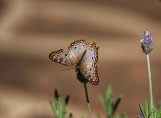 Photograph of a beautiful butterfly resting on a plant in the garden.