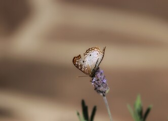 Photograph of a beautiful butterfly resting on a plant in the garden.