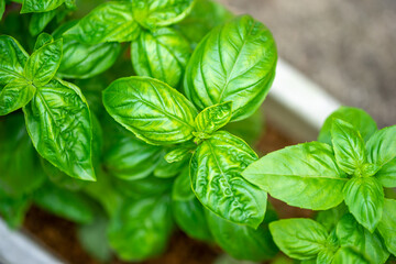 バジルの葉