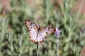 Photograph of a beautiful butterfly resting on a plant in the garden.