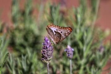 Photograph of a beautiful butterfly resting on a plant in the garden.