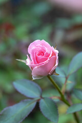 バラの花