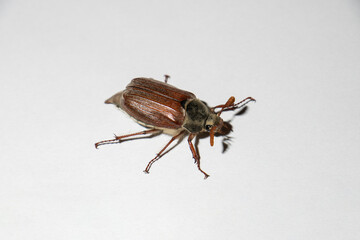 Cockchafer