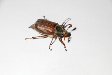Cockchafer