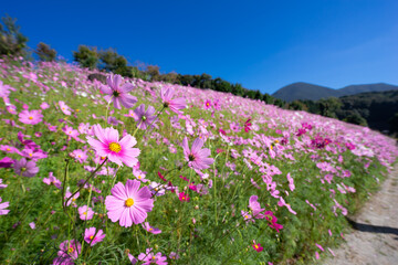 コスモス畑　秋のイメージ