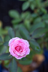 バラの花