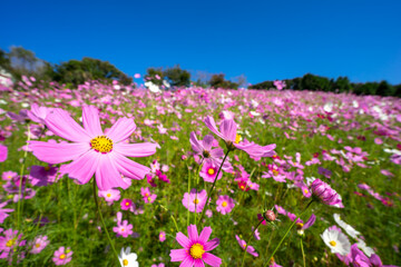 Fototapeta premium コスモスの花 秋のイメージ