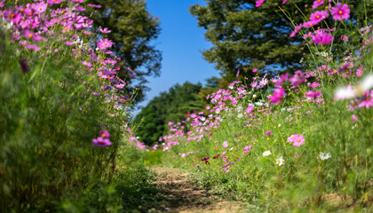 コスモスの花　秋のイメージ