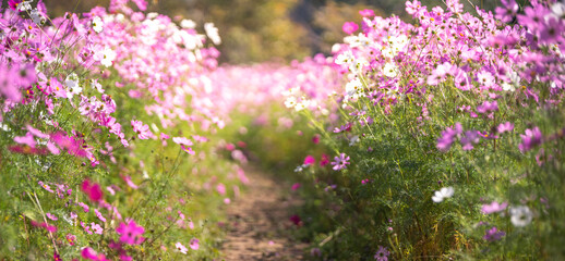 Naklejka premium コスモスの花 秋のイメージ