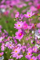 コスモスの花　秋のイメージ