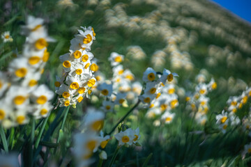 水仙の花　初春イメージ