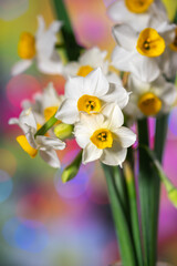 Obraz premium 水仙の花 初春イメージ