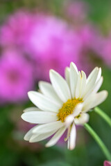 Obraz premium マーガレットの花