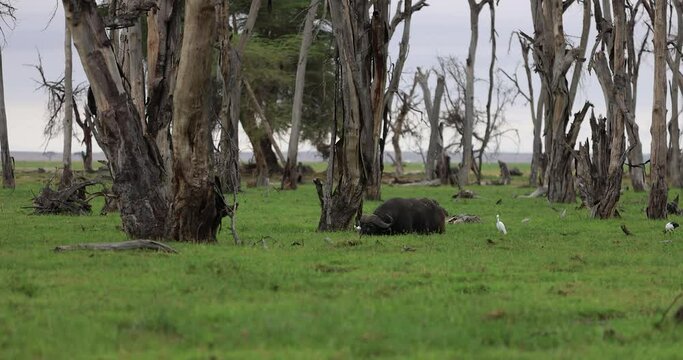 A buffalo eats grass in the swamps